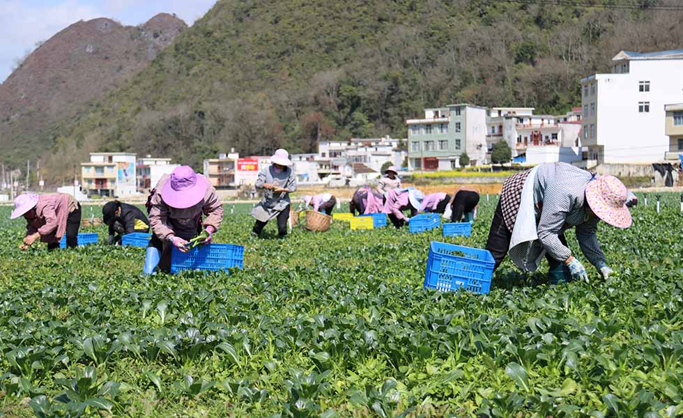 脱贫户在乐业高山蔬菜产业园里收割蔬菜